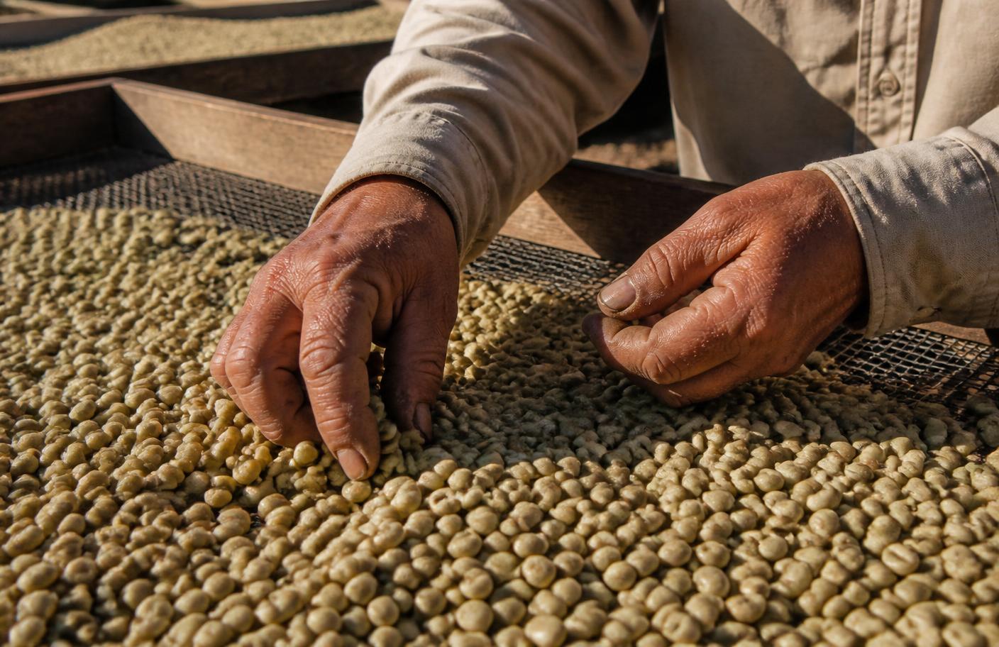 Hands sorting green coffee beans on a raised drying bed
